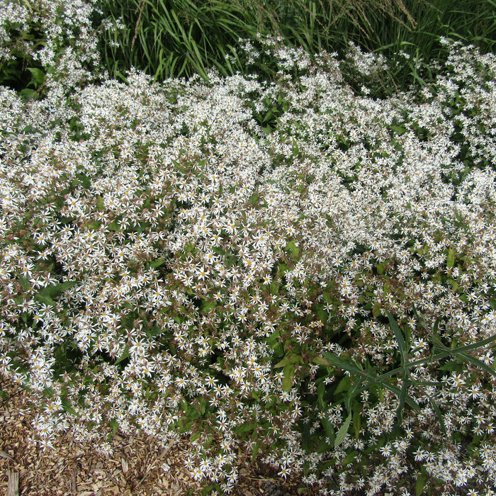 Aster divaricatus ‘Eastern Star’   - Eastern Star White Wood Aster - Shipped