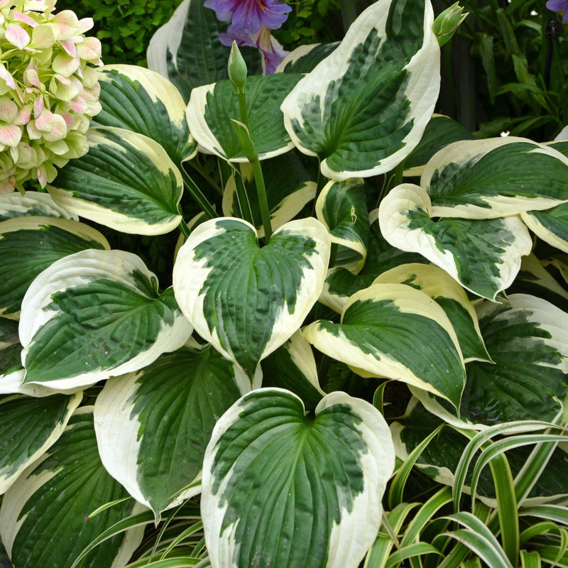 Francee Hosta - Shipped