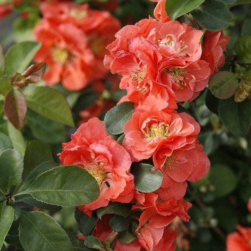 PW® Double Take™ Peach Flowering Quince - Shipped
