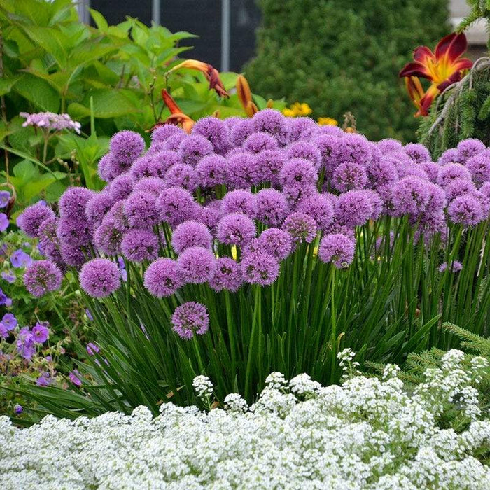 Allium 'Millenium'  - Millenium Ornamental Onion - Shipped