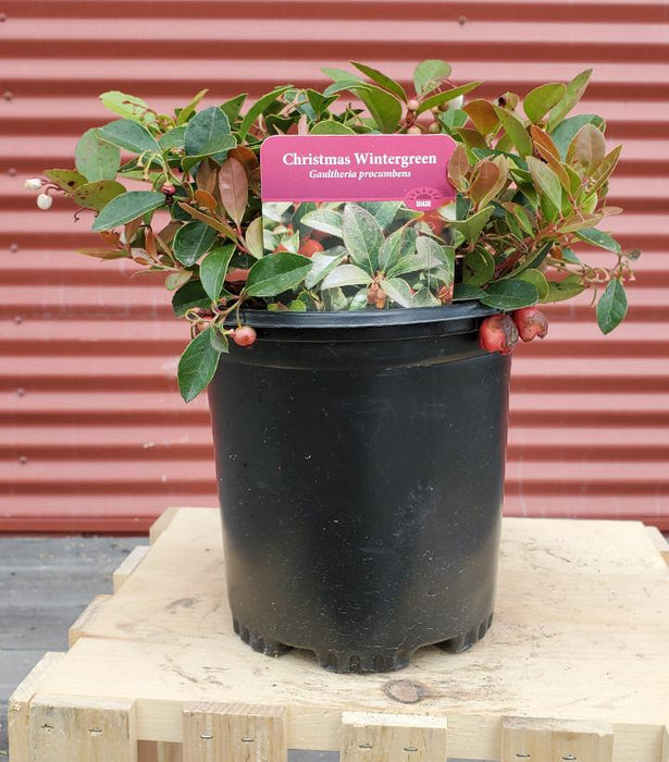 Gaultheria procumbens