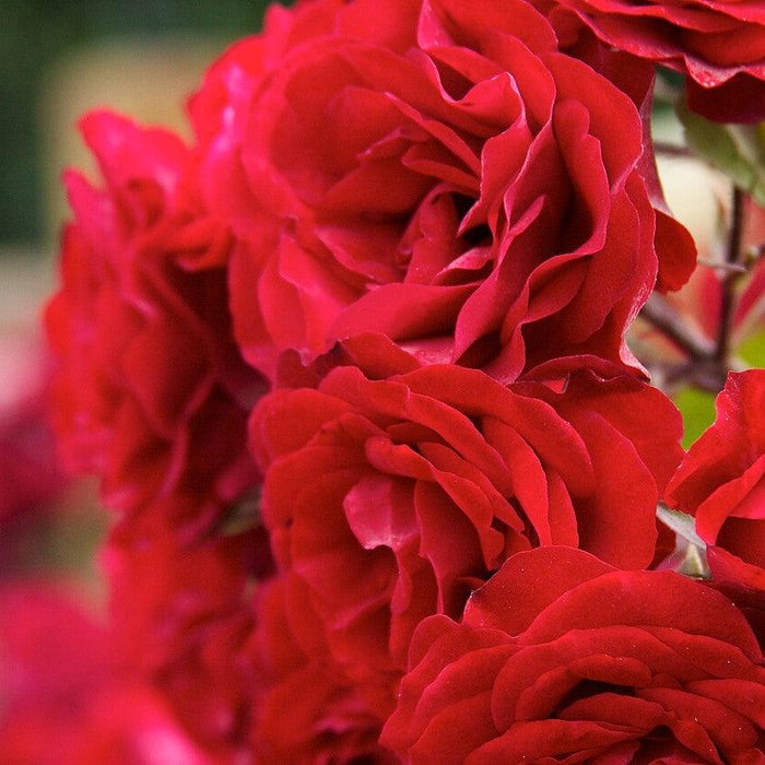 Rosa 'True Love'  - True Love™ Rose - Shipped