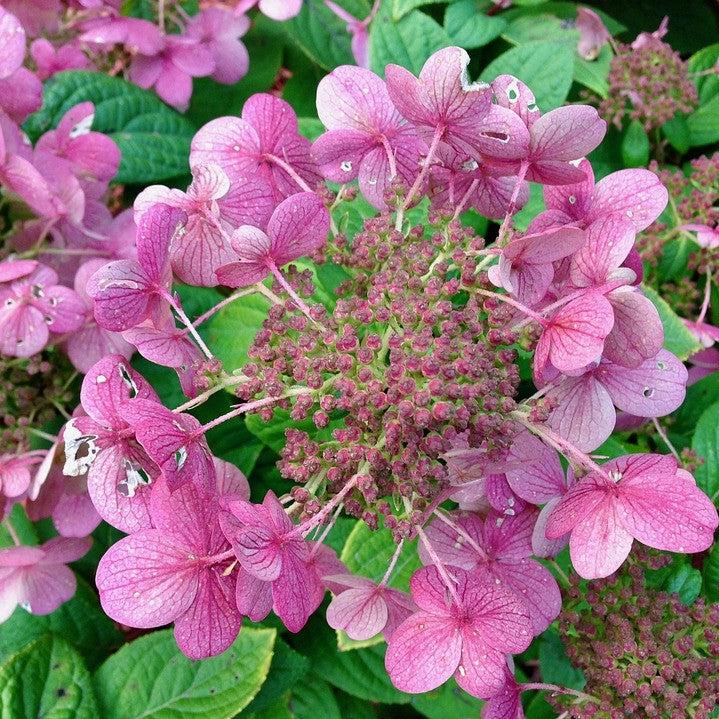 Little Quick Fire® Hydrangea - Shipped