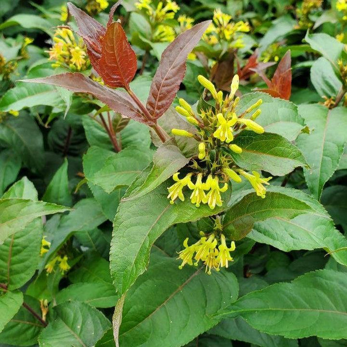 Diervilla 'SMDCS' PP33,288  - Ru-Bee Wren™ Bush Honeysuckle - Shipped
