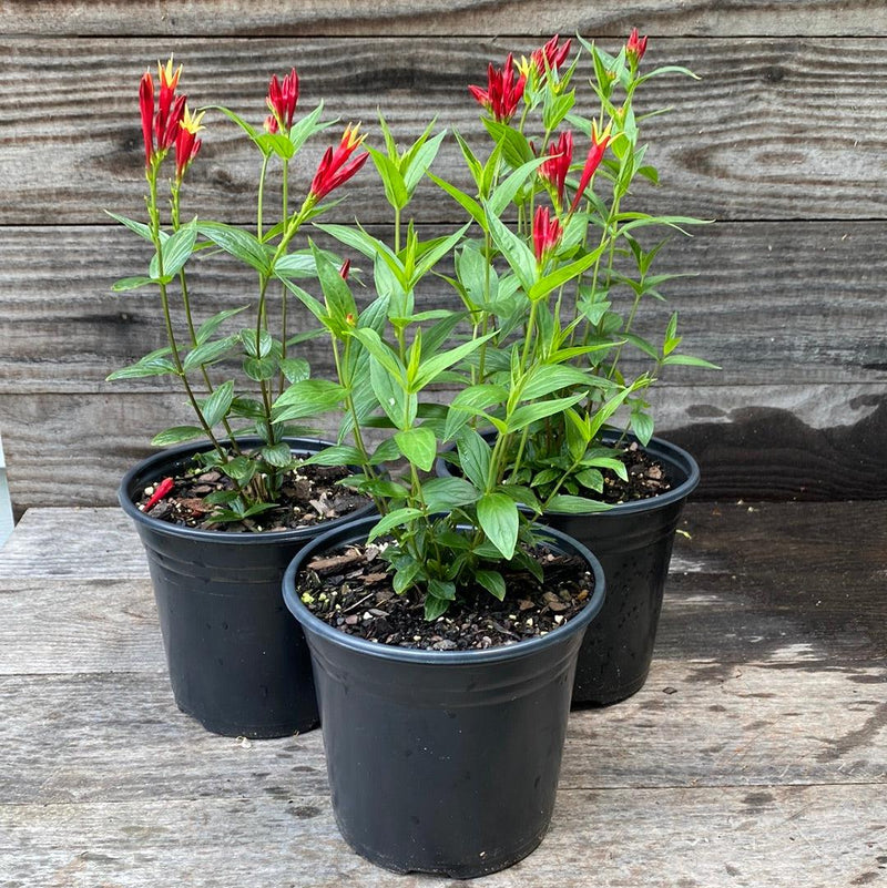 Little Redhead Indian Pink - Shipped