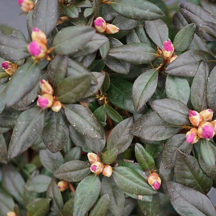 Rhododendron x 'NCRX2'  - Black Hat® Rhododendron - Shipped