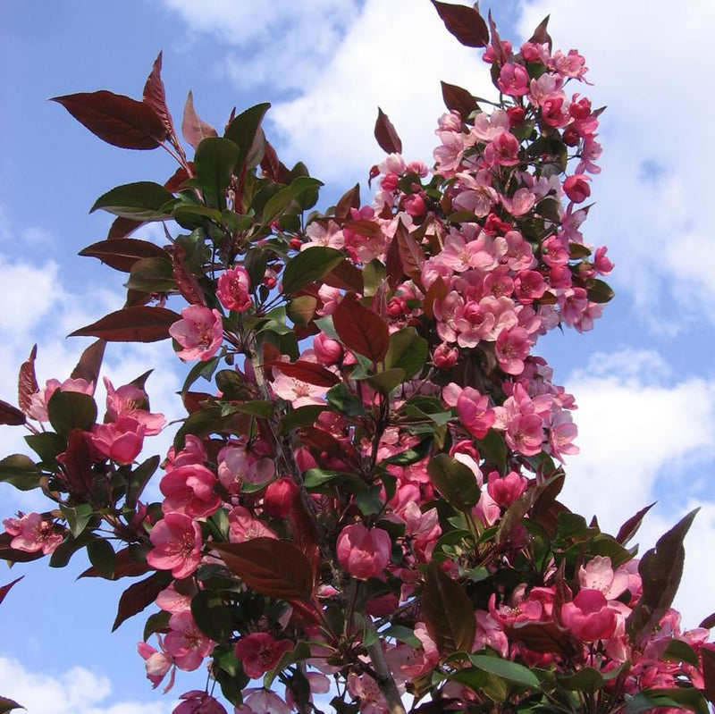 CRABAPPLE (MALUS x ADSTRINGENS) 'GLADIATOR' - In Store Pickup