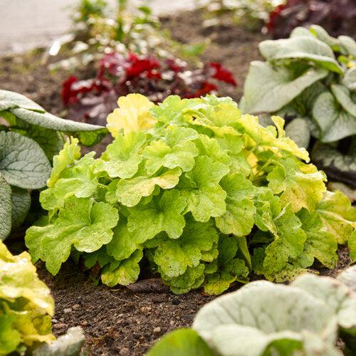 Heuchera 'Pistachio Ambrosia'  - Primo® Pistachio Ambrosia Heuchera - Shipped