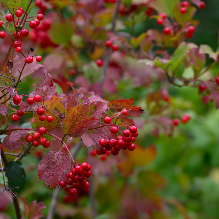 Viburnum trilobum ‘Bailey Compact’  - Bailey Compact Viburnum - Shipped