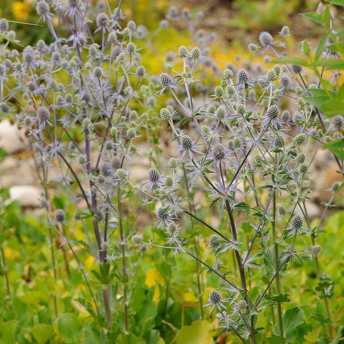 Eryngium planum 'Blue Glitter'  - Blue Glitter Sea Holly - Shipped