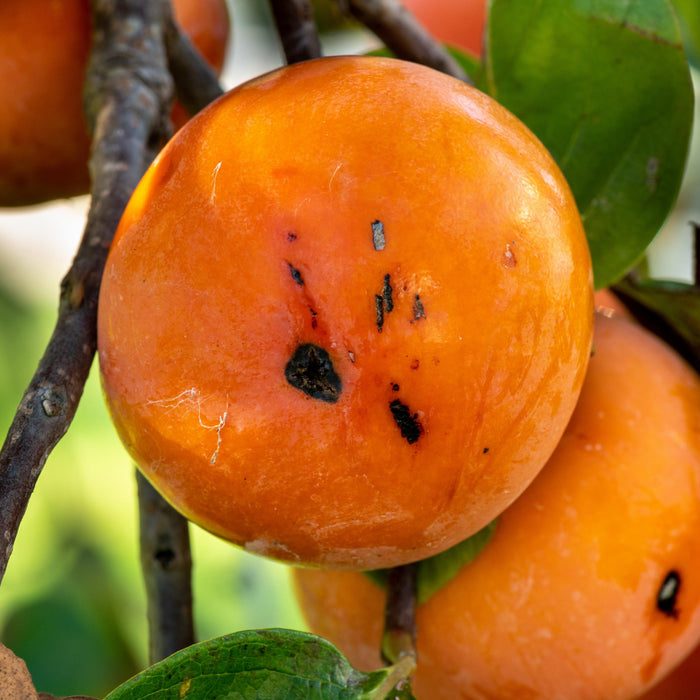 Diospyros virginiana  - Persimmon - Shipped