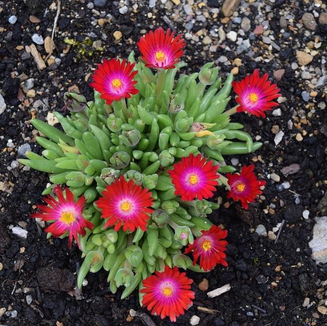 Delosperma cooperi 'Jewel of Desert Garnet'  - Jewel of Desert® Garnet Ice Plant - Shipped