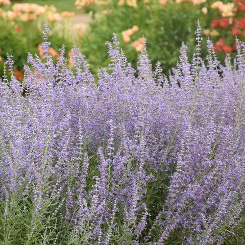 Sage Advice Russian Sage - Shipped