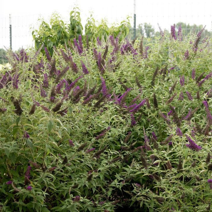 Buddleia davidii 'PIIBD-I' PP26,305  - First Editions® Groovy Grape™ Butterfly Bush - Shipped