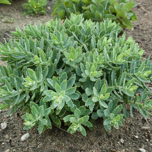 Sedum ‘Pure Joy’  - Rock 'N Round™ Pure Joy Stonecrop - Shipped