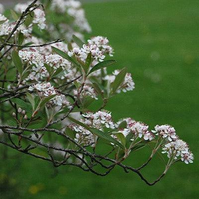 Brilliantissima Chokeberry - Shipped