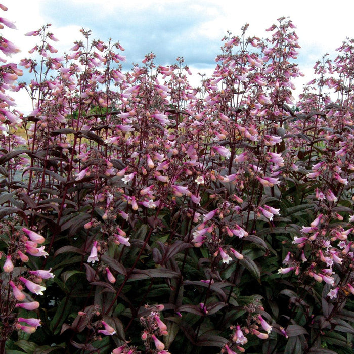 Penstemon 'Dark Towers'  - Dark Towers Beardtongue - Shipped