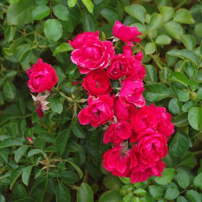 Rosa x 'NOA83100B'  - Flower Carpet® Scarlet Rose - Shipped