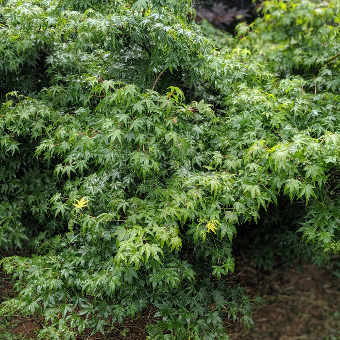 Acer palmatum var. dissectum 'Waterfall'  - Waterfall Japanese Maple - Shipped