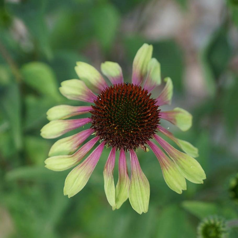 Green Twister Echinacea, Coneflower - Shipped