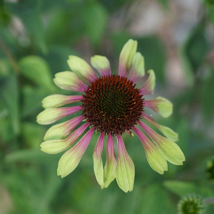 green twister echinacea seeds Green Twister Echinacea, Coneflower