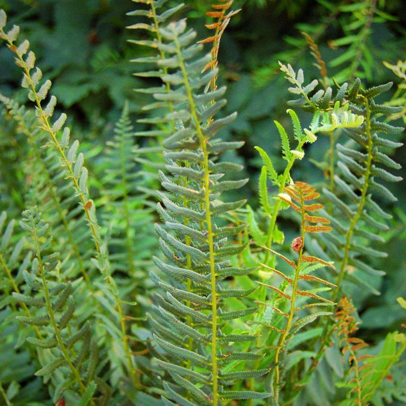 Christmas Fern - Shipped