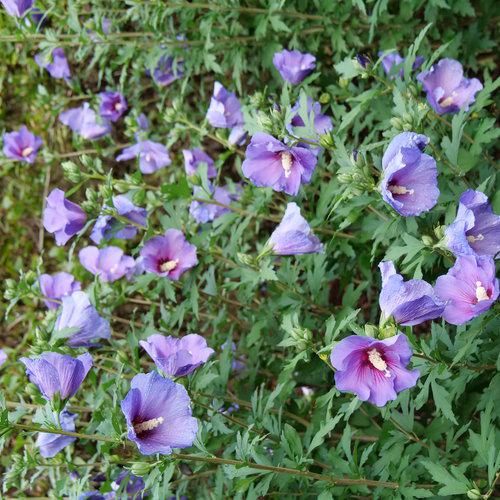 Paraplu Violet® Rose of Sharon - Shipped