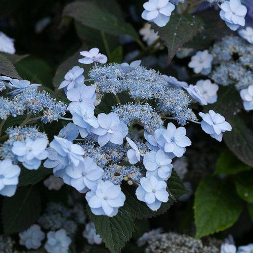 Tiny Tuff Stuff™ Hydrangea - Shipped