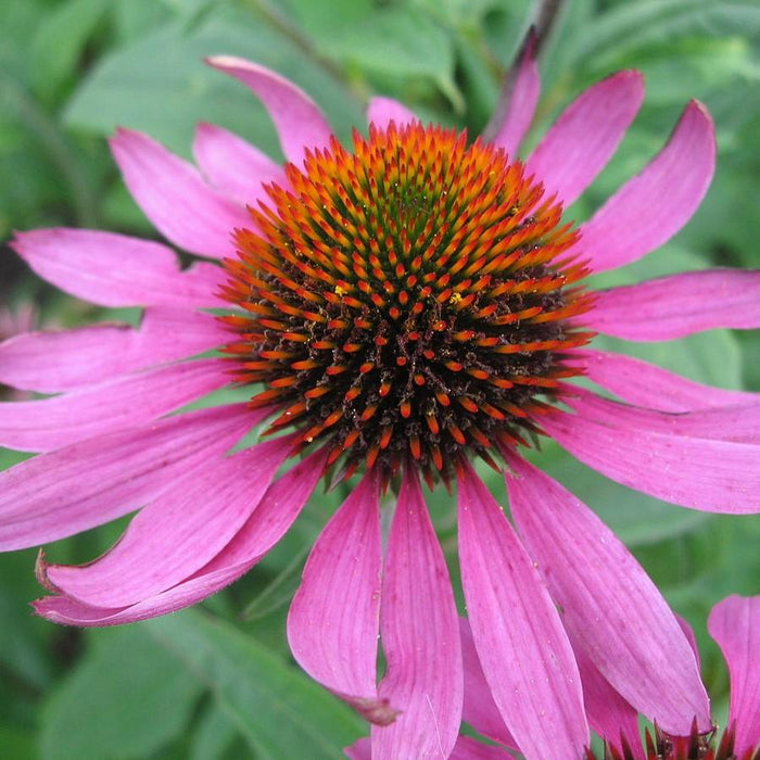 Purple Coneflower - Shipped