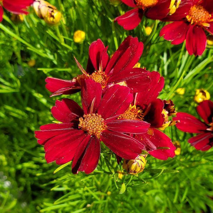 Coreopsis verticillata 'Red Satin'  - Permathreads™ Red Satin Coreopsis - Shipped
