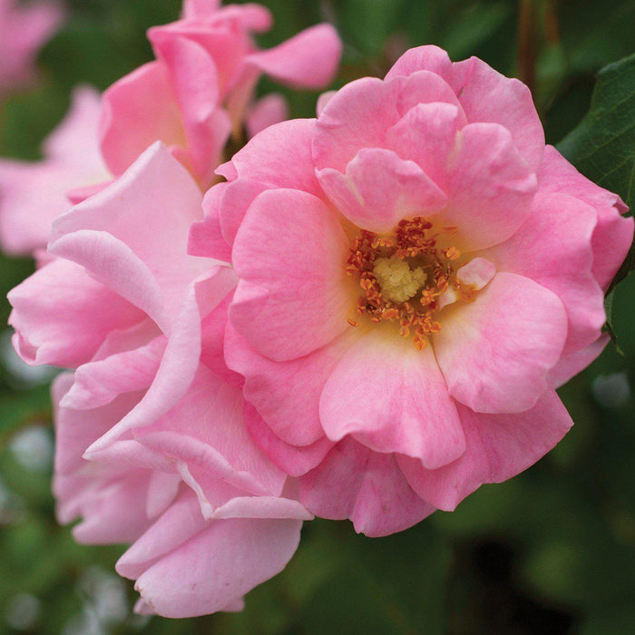 Rosa 'Meifranjin' PP 33,507  - Blushing Drift® Rose - Shipped