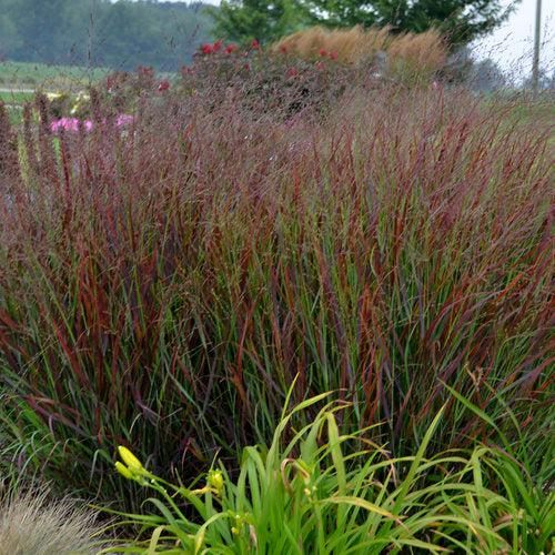 Prairie Winds® Cheyenne Sky Switch Grass - Shipped