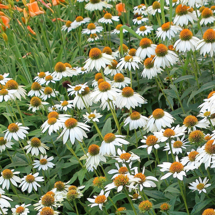 Echinacea purpurea 'PowWow White'  - PowWow® White Echinacea, Coneflower - Shipped