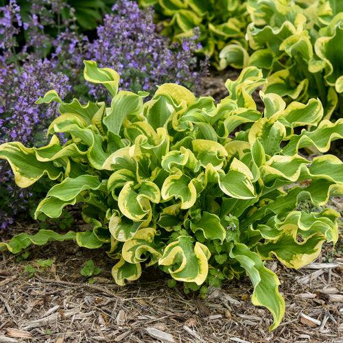 PW® Shadowland® Wheee! Hosta - Shipped