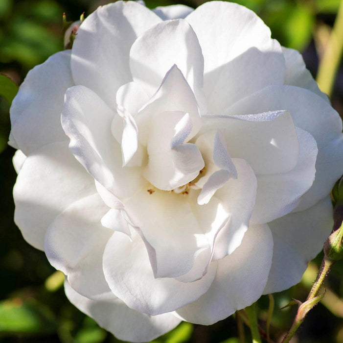 Rosa 'Korbin'  - Iceberg Rose - Shipped