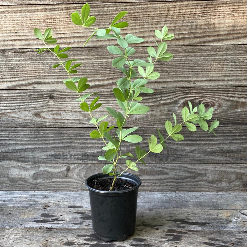 Blue False Indigo - Shipped