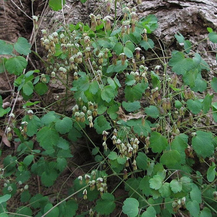 Thalictrum dioicum  - Early Meadow-Rue - Shipped
