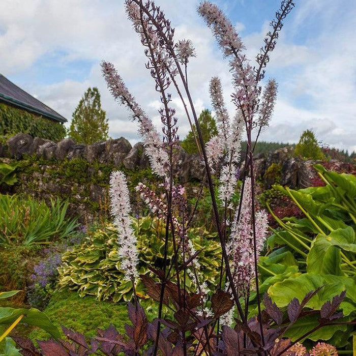Actaea simplex 'Cimicifuga'  - Pink Spike Bugbane - Shipped