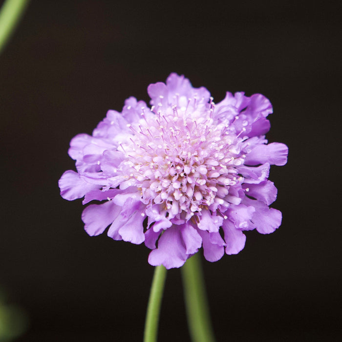 Scabiosa columbaria 'Butterfly Blue'  - Butterfly Blue Pincushion Flower - Shipped