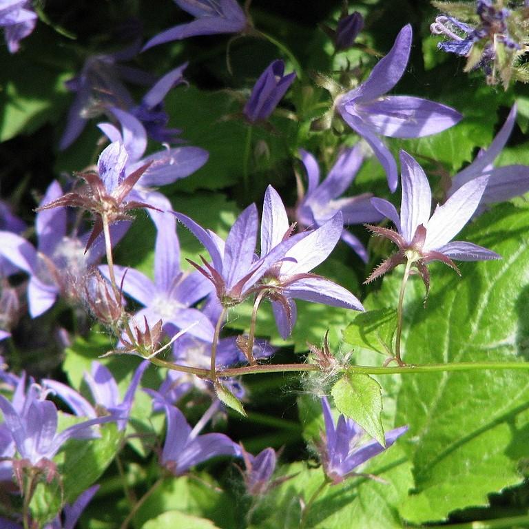Blue Waterfall Bellflower - Shipped