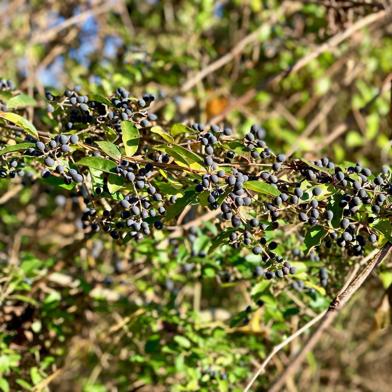 Amur Privet - Shipped