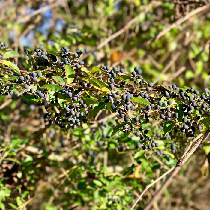 Amur Privet - Shipped