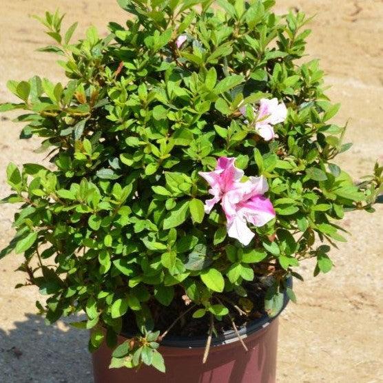 Rhododendron ‘Conlep’  - Encore® Autumn Twist™ Azalea - Shipped