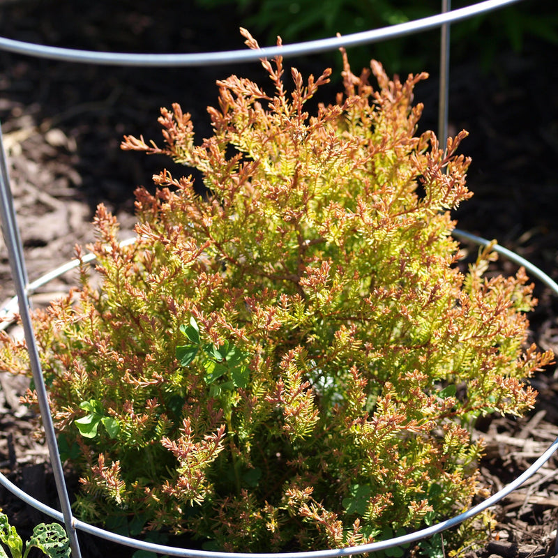 Fire Chief™ Globe Arborvitae - Shipped
