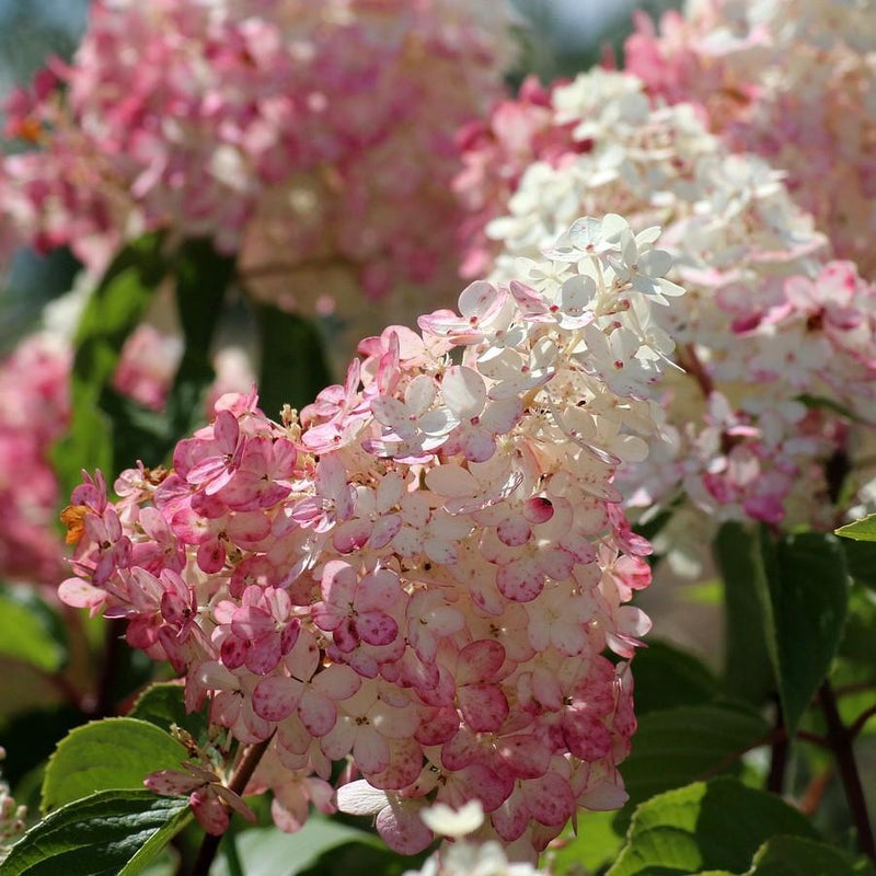 First Editions® Strawberry Sundae® Hydrangea - Shipped