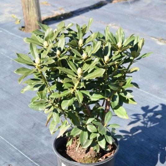 Nova Zembla Rhododendron - Shipped