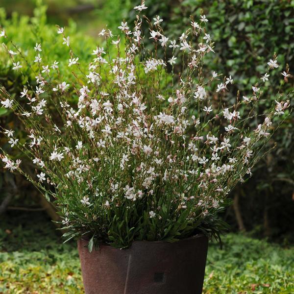 Gaura lindheimeri 'Sparkle White'  - Sparkle White Gaura - Shipped
