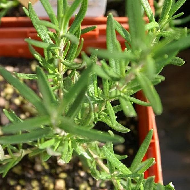 Rosmarinus officinalis 'Salem'  - Salem Rosemary - Shipped