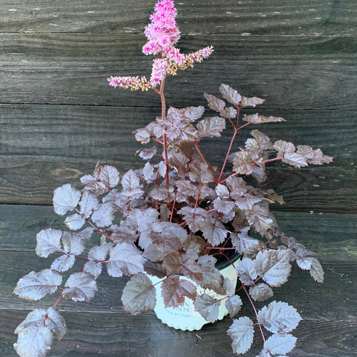 Astilbe 'Dark Side of the Moon'  - Dark Side of the Moon Astilbe - Shipped