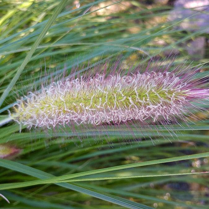 Pennisetum alopecuroides 'Red Head'  - Red Head Fountain Grass - Shipped